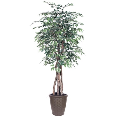 Dare2Decor 6 ft. Variegated Ficus Executive Round Brown Decorative Plant, Green & White DA3255083